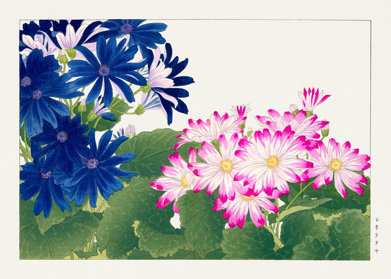 Vintage cineraria kukka "Seiyou Sokazufusta" tekijältä Tanigami Konan