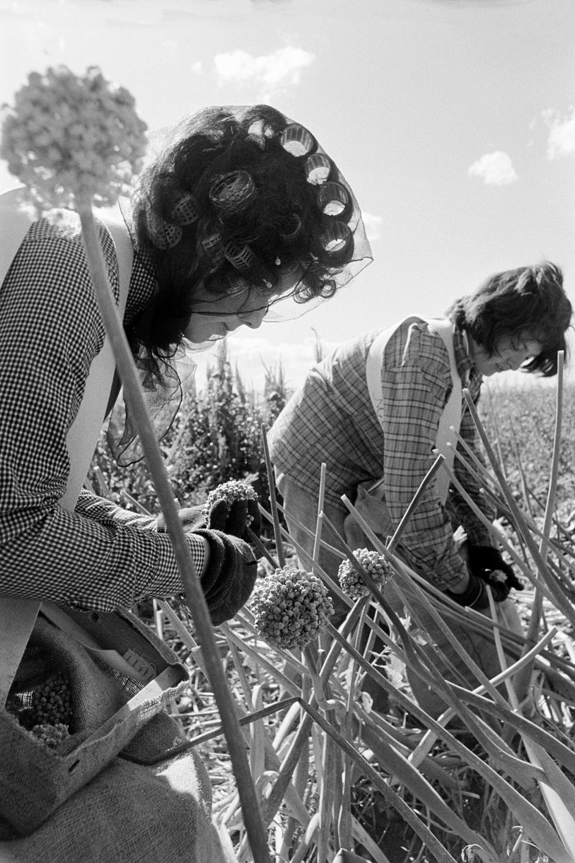 Perheviljelijä Ed Ker A.M. Ker Ranchilla on maatalousyrittäjä, joka kasvattaa alfal... tekijältä Ted Spiegel