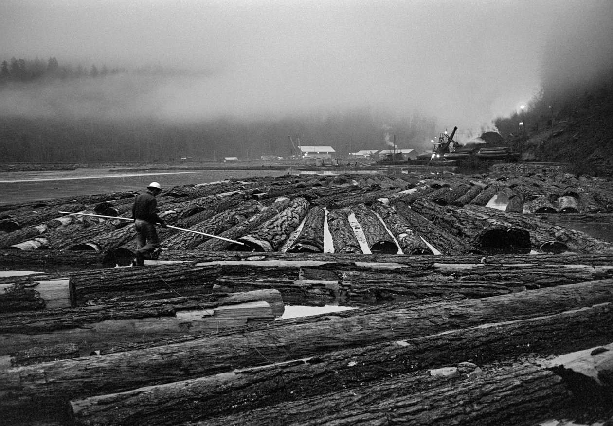 Georgia-Pacific Corp:n hakkuut Oregonin puuviljelymetsissä ... tekijältä Ted Spiegel