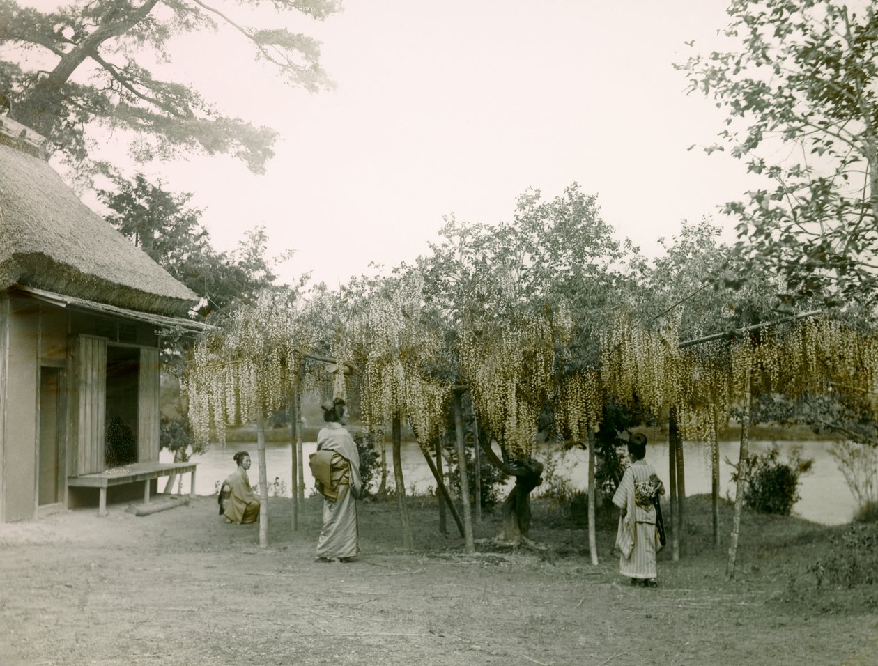Glysiini kukassa Nagaoka - Kyossa Kiotossa noin 1900-1915 (valokuva). tekijältä Teijiro Takagi