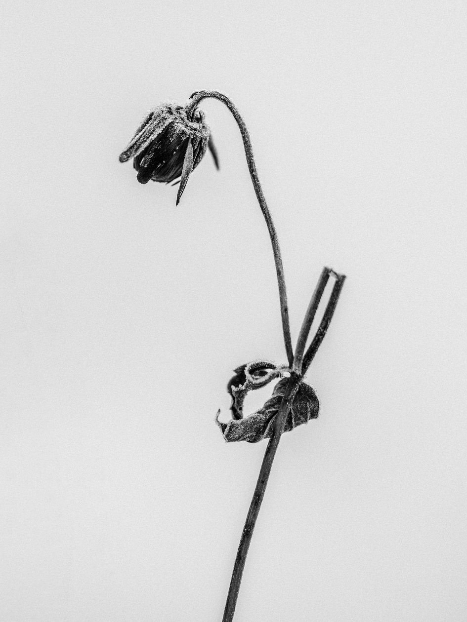 Amid the Flowers 12, 2021 (m/w kuva) tekijältä Teis Albers