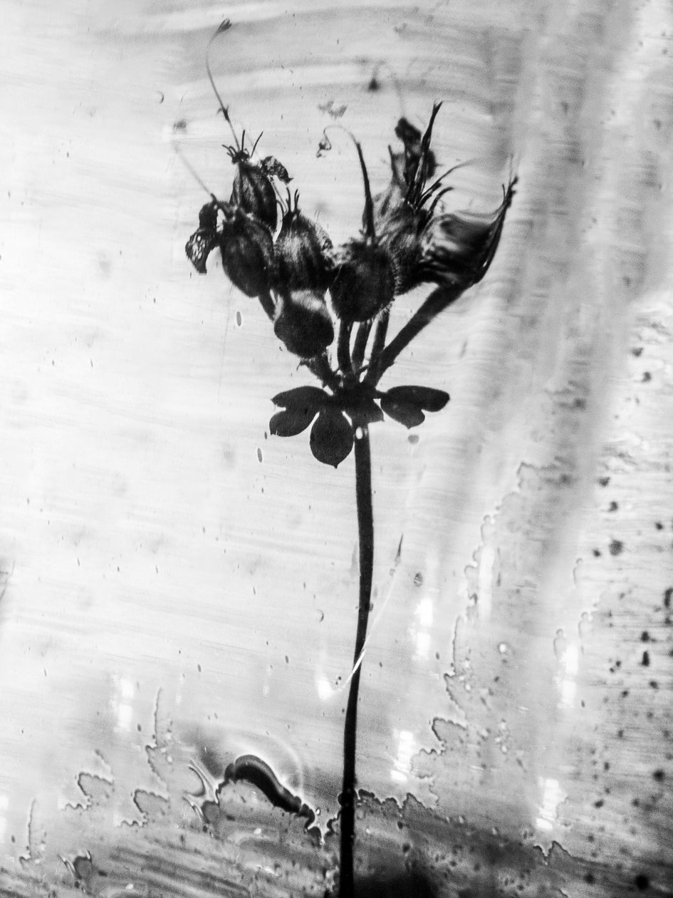 Amid the Flowers 14, 2021 (m/w kuva) tekijältä Teis Albers