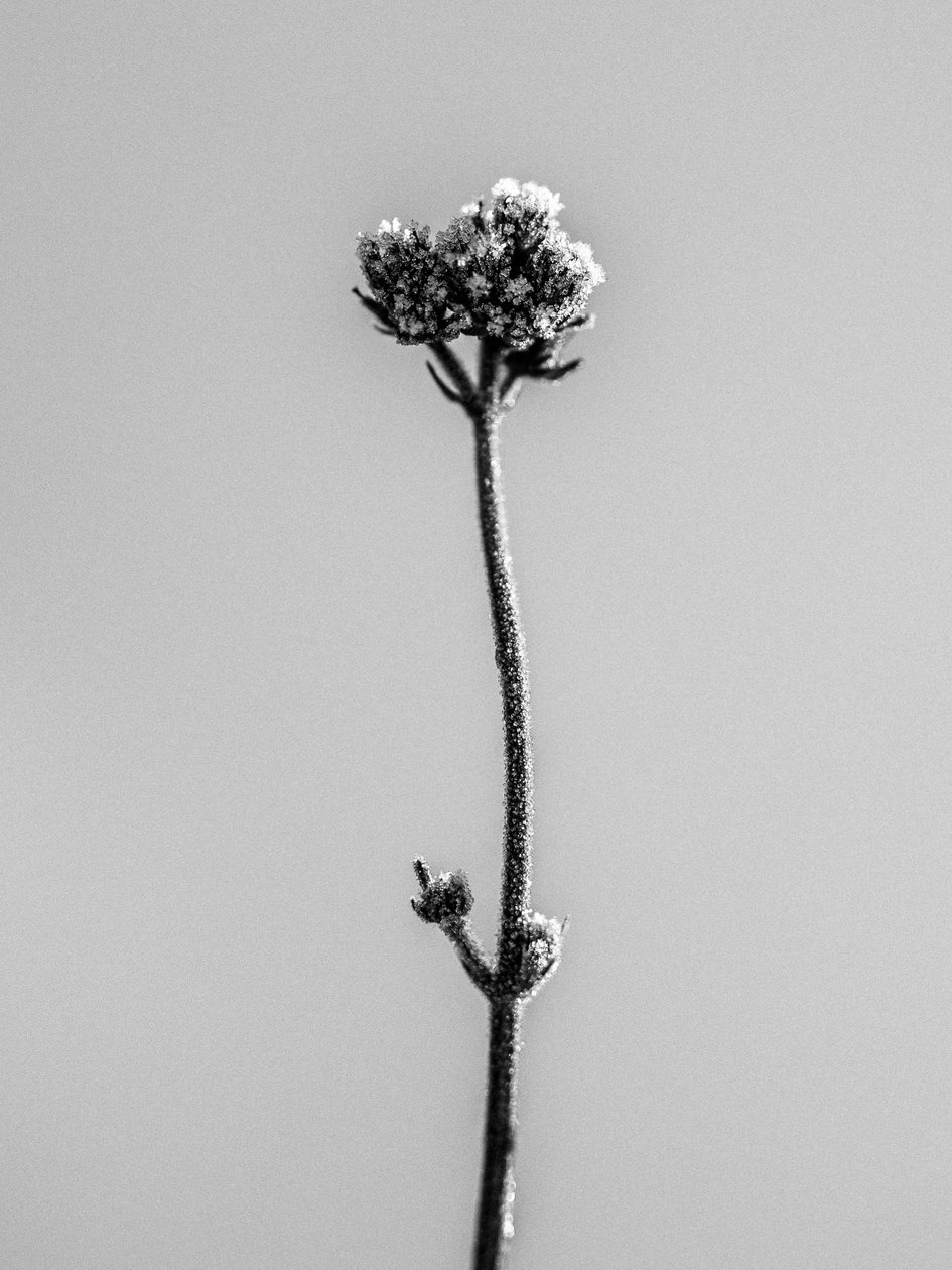 Amid the Flowers 16, 2021 (b/w kuva) tekijältä Teis Albers