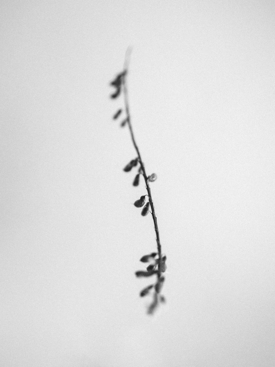 Amid the Flowers 22, 2021 (m/w kuva) tekijältä Teis Albers