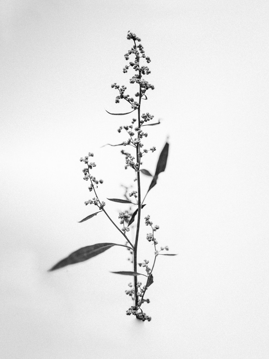 Amid the Flowers 24, 2021 (m/w kuva) tekijältä Teis Albers