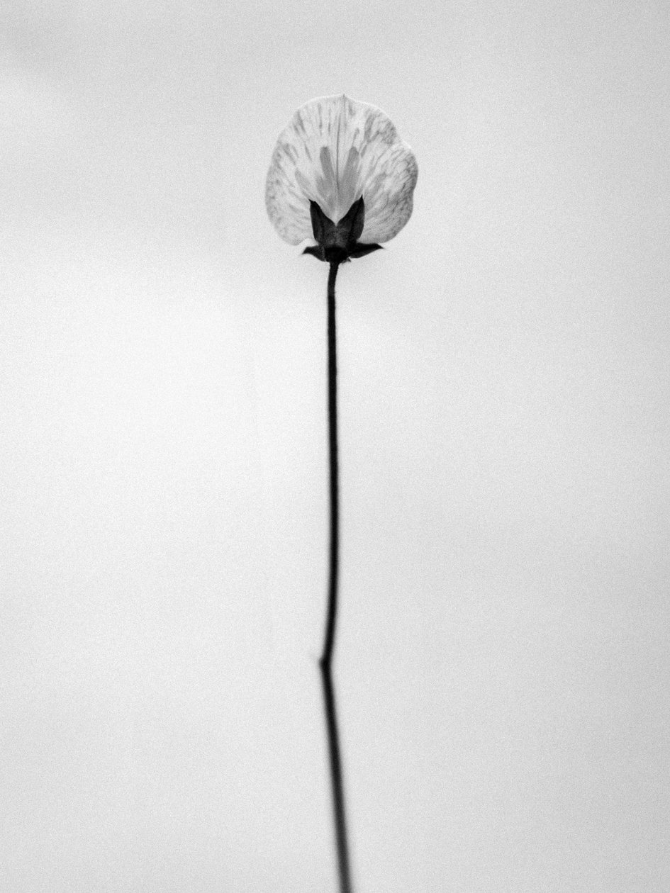 Amid the Flowers 26, 2021 (m/w kuva) tekijältä Teis Albers
