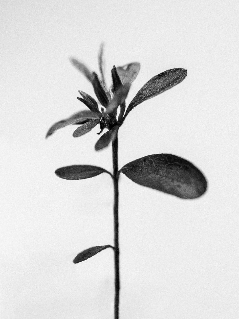 Amid the Flowers 30, 2021 (b/w kuva) tekijältä Teis Albers