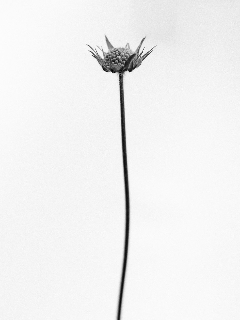 Amid the Flowers 33, 2021 (b/w kuva) tekijältä Teis Albers