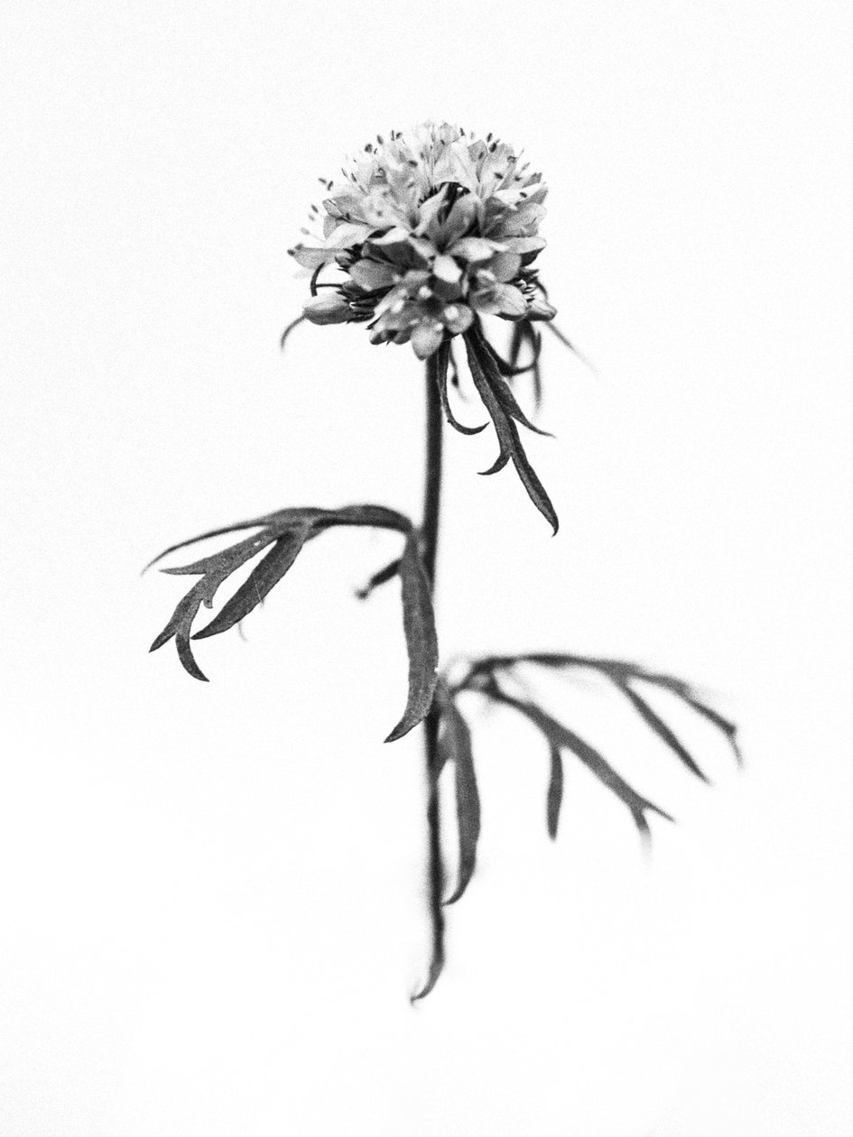 Amid the Flowers 36, 2021 (b/w kuva) tekijältä Teis Albers