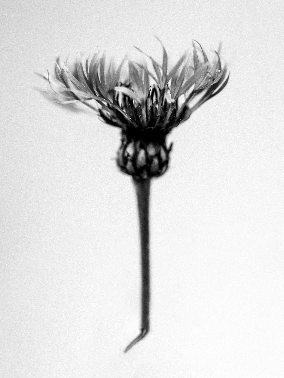 Amid the Flowers 37, 2021 (b/w kuva) tekijältä Teis Albers