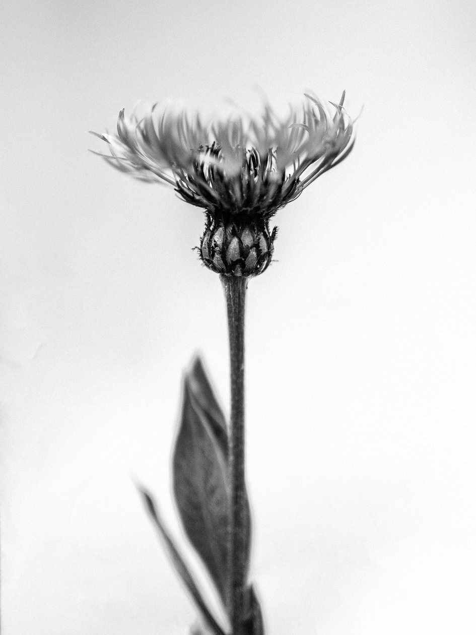 Amid the Flowers 38, 2021 (b/w kuva) tekijältä Teis Albers