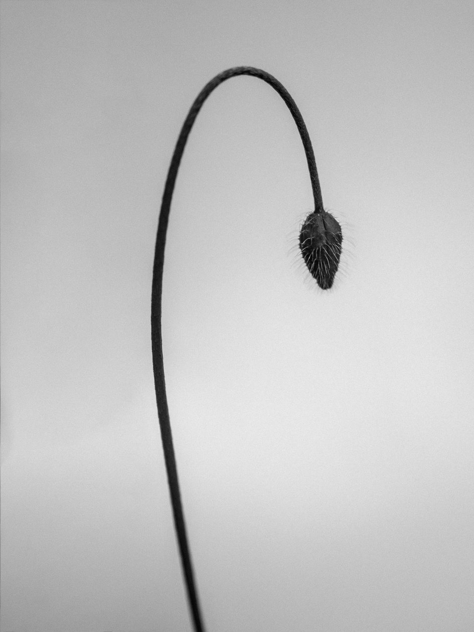 Amid the Flowers 39, 2021 (b/w kuva) tekijältä Teis Albers