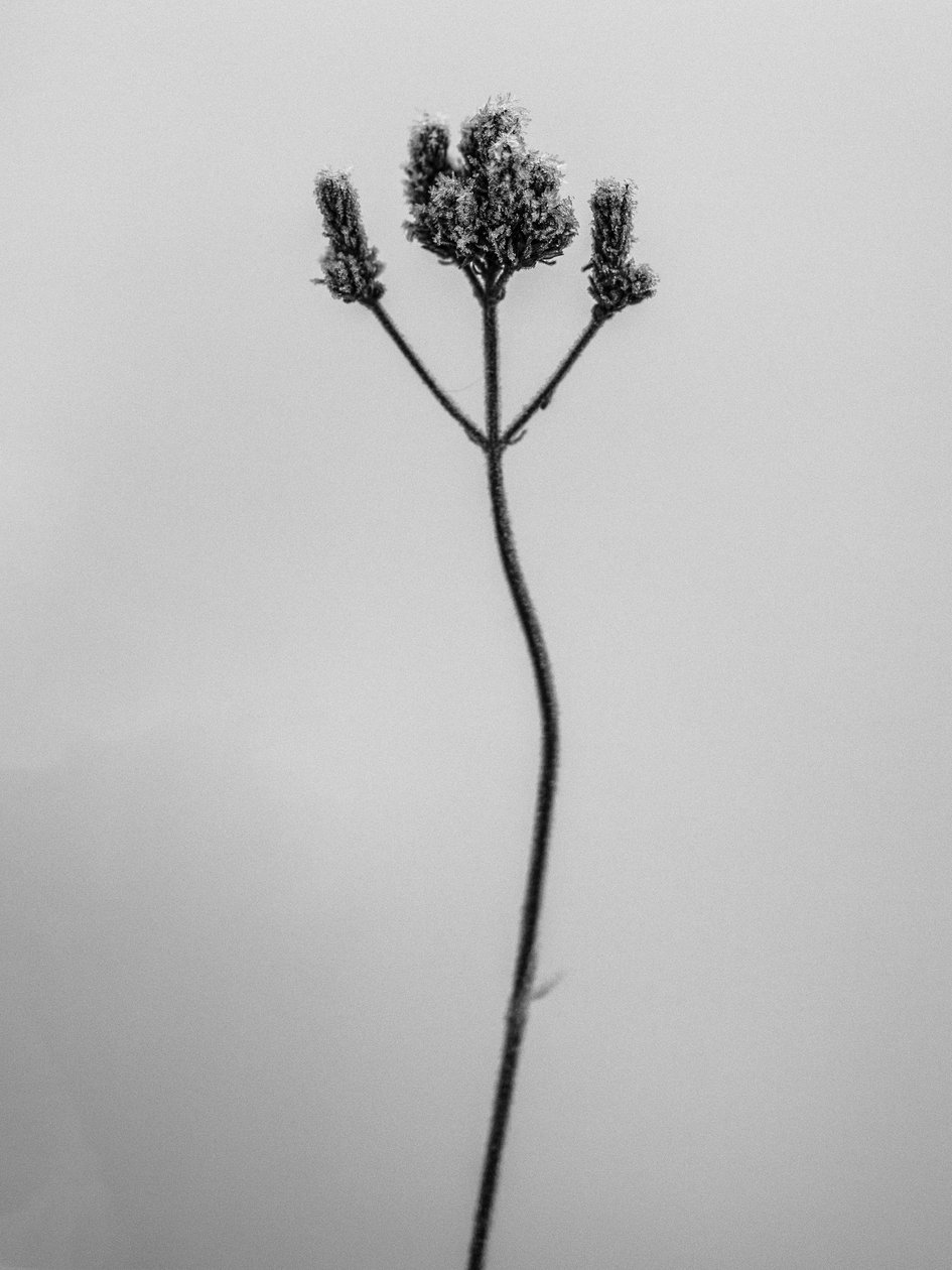 Amid the Flowers 3, 2021 (b/w kuva) tekijältä Teis Albers