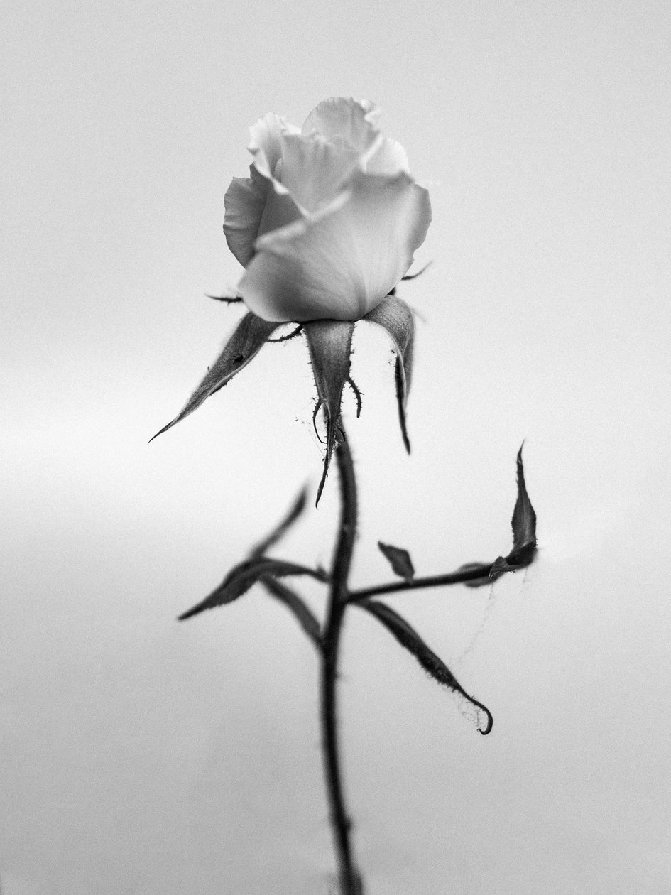 Amid the Flowers 40, 2021 (b/w kuva) tekijältä Teis Albers