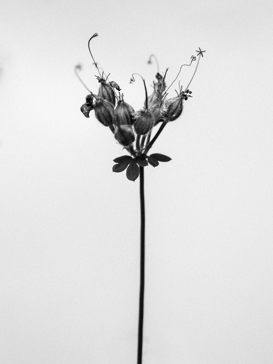 Amid the Flowers 42, 2021 (b/w kuva) tekijältä Teis Albers