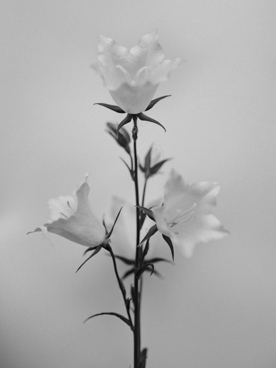 Amid the Flowers 43, 2021 (m/w kuva) tekijältä Teis Albers