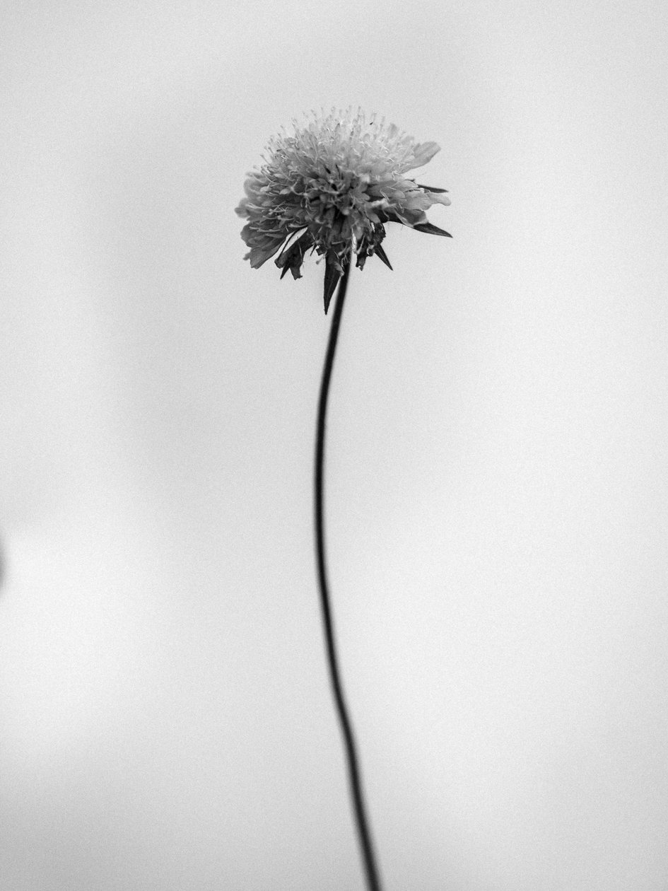 Amid the Flowers 44, 2021 (b/w kuva) tekijältä Teis Albers