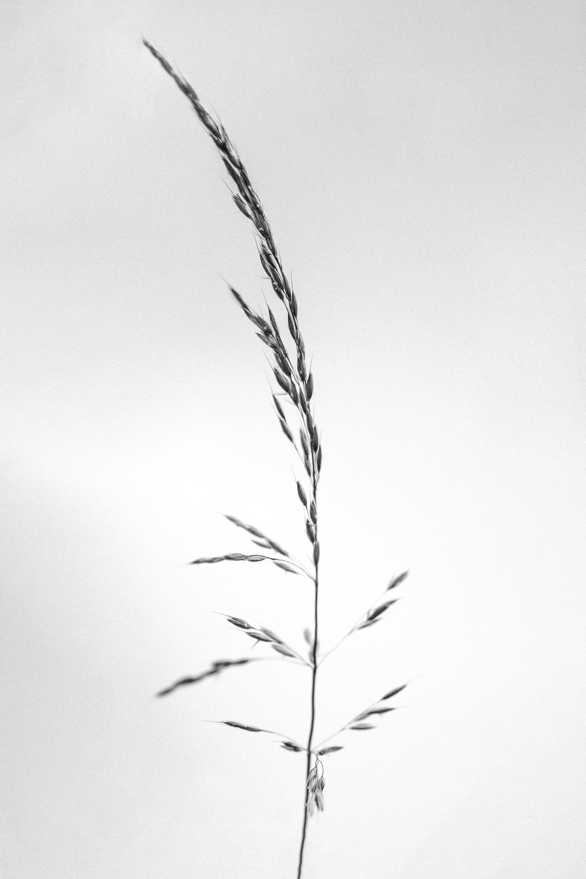 Amid the Flowers 45, 2021 (b/w kuva) tekijältä Teis Albers