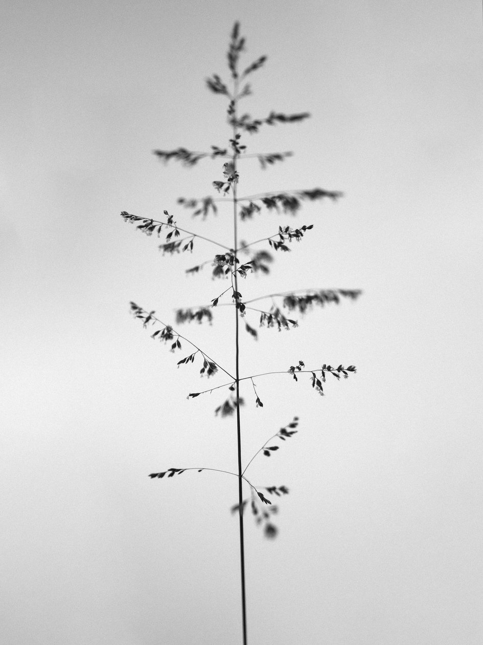 Amid the Flowers 46, 2021 (m/w kuva) tekijältä Teis Albers
