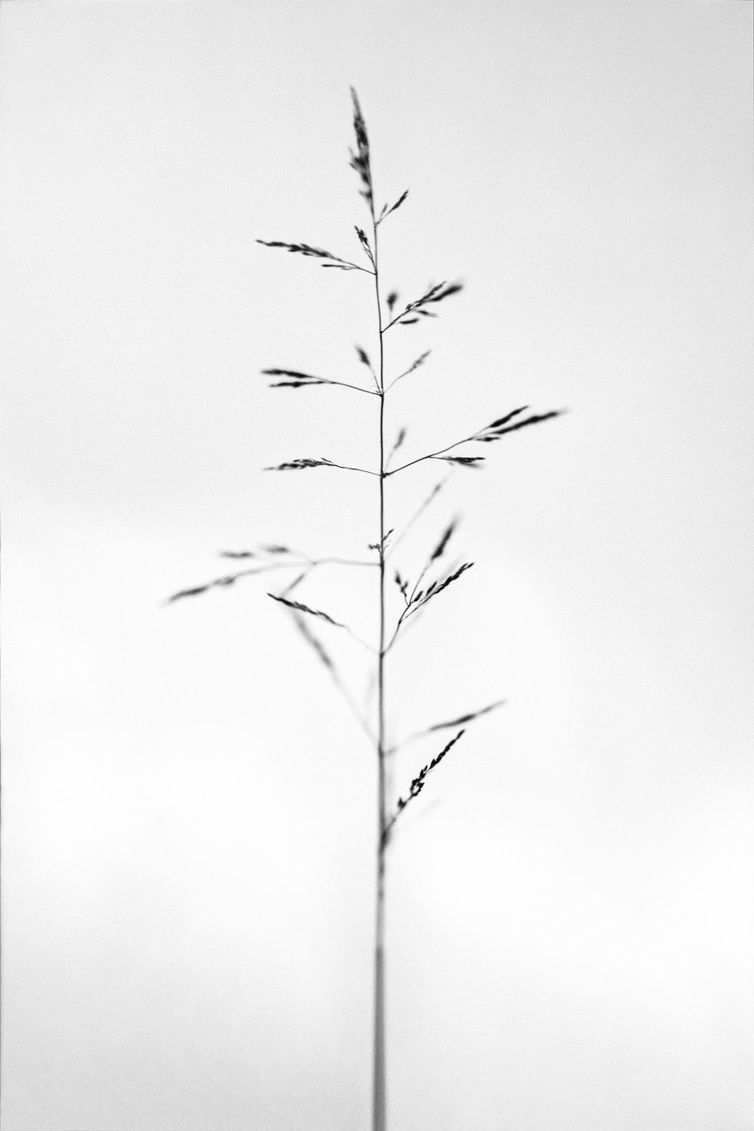 Amid the Flowers 51, 2021 (b/w kuva) tekijältä Teis Albers