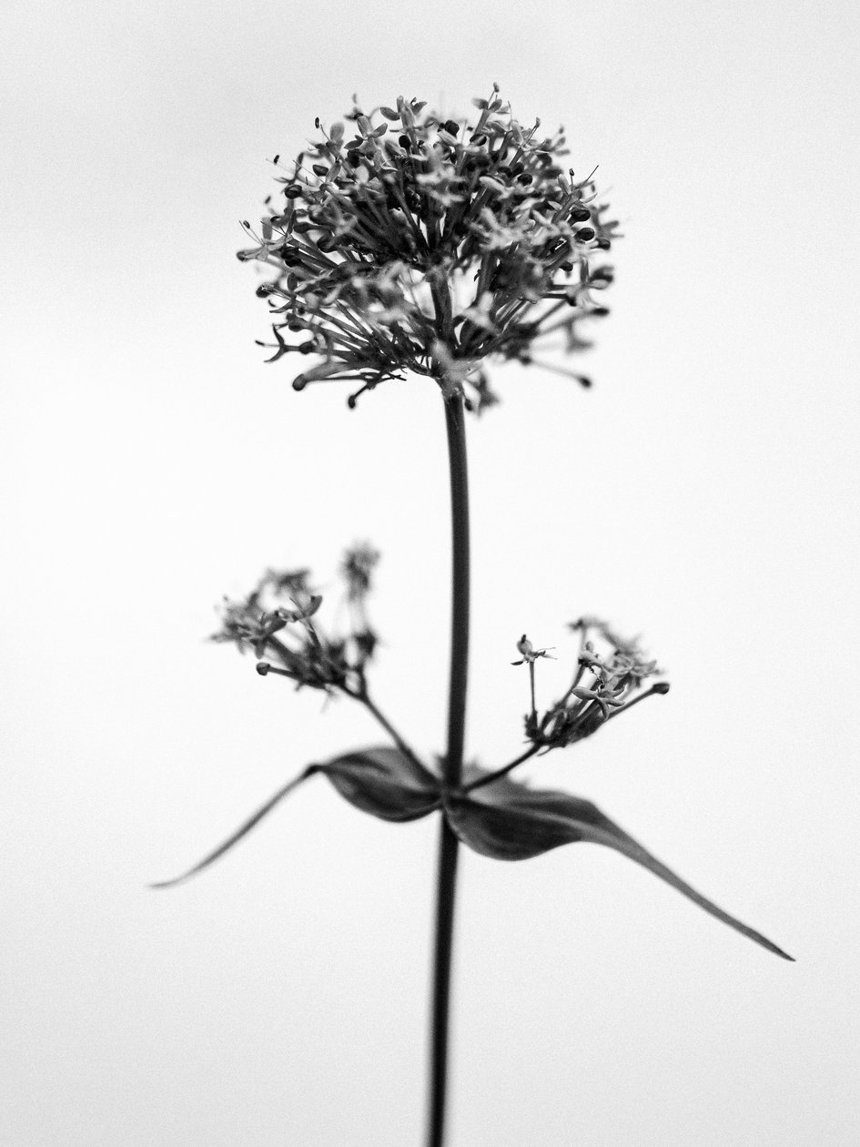 Amid the Flowers 53, 2021 (b/w kuva) tekijältä Teis Albers