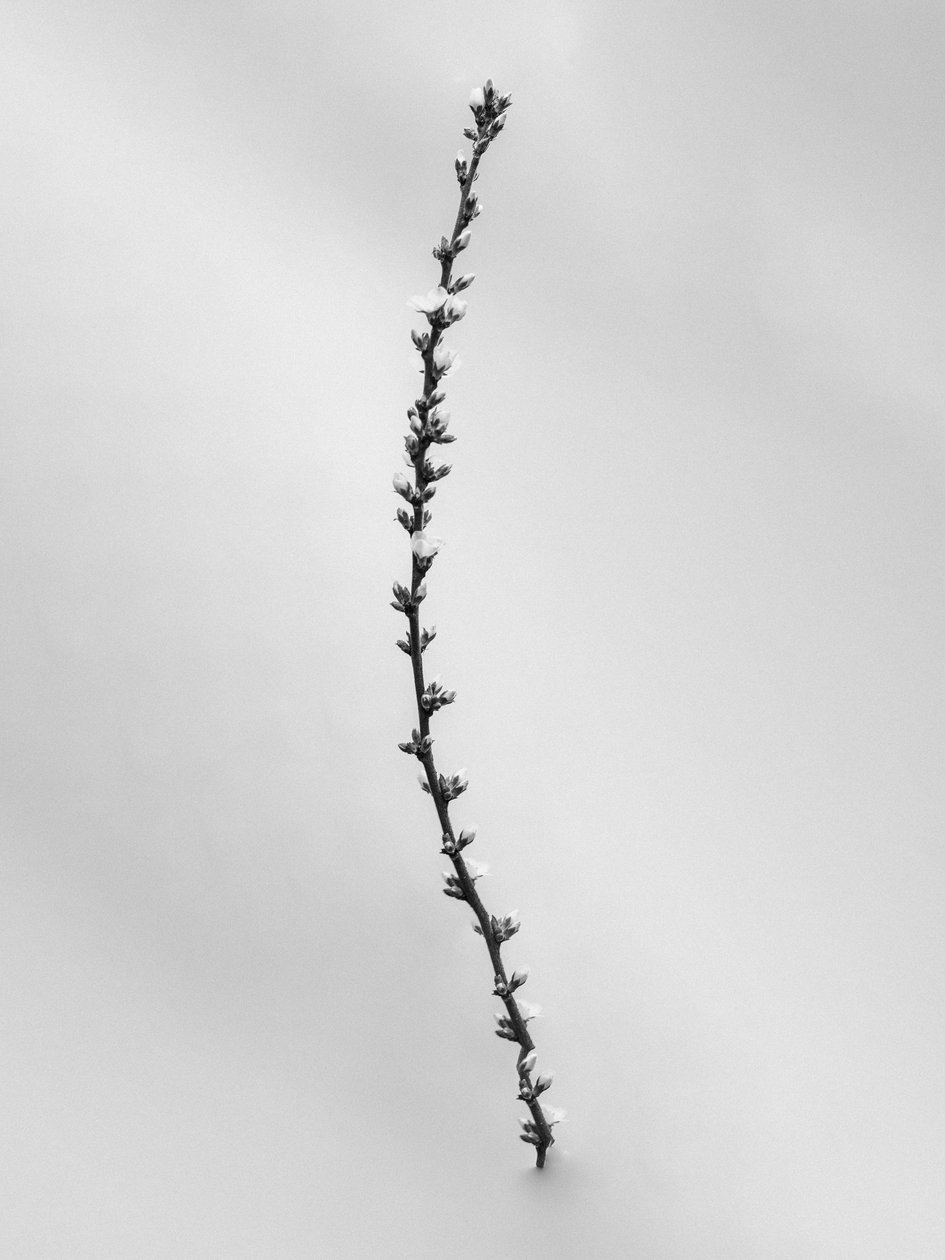 Amid the Flowers 54, 2021 (b/w kuva) tekijältä Teis Albers