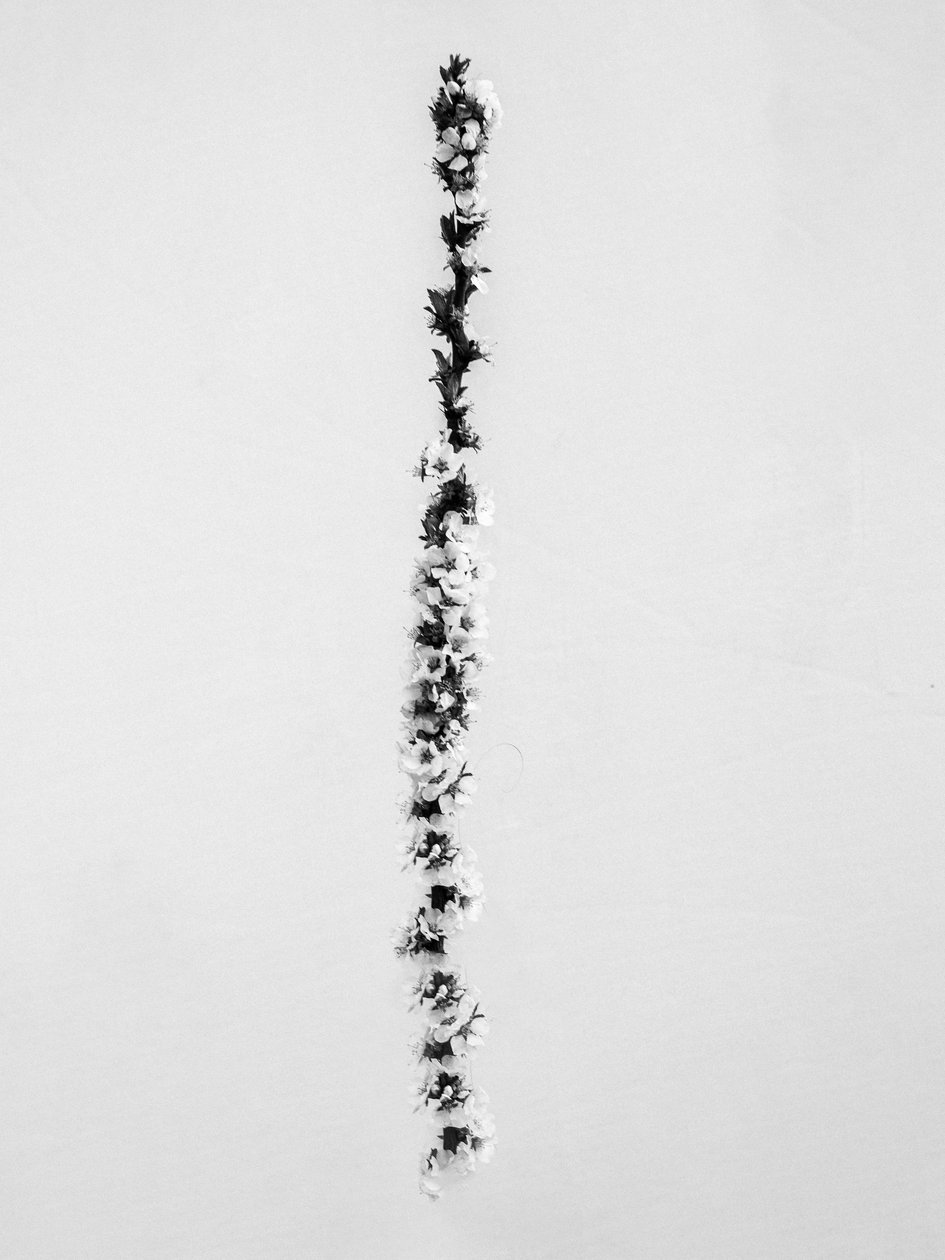Amid the Flowers 58, 2021 (b/w kuva) tekijältä Teis Albers
