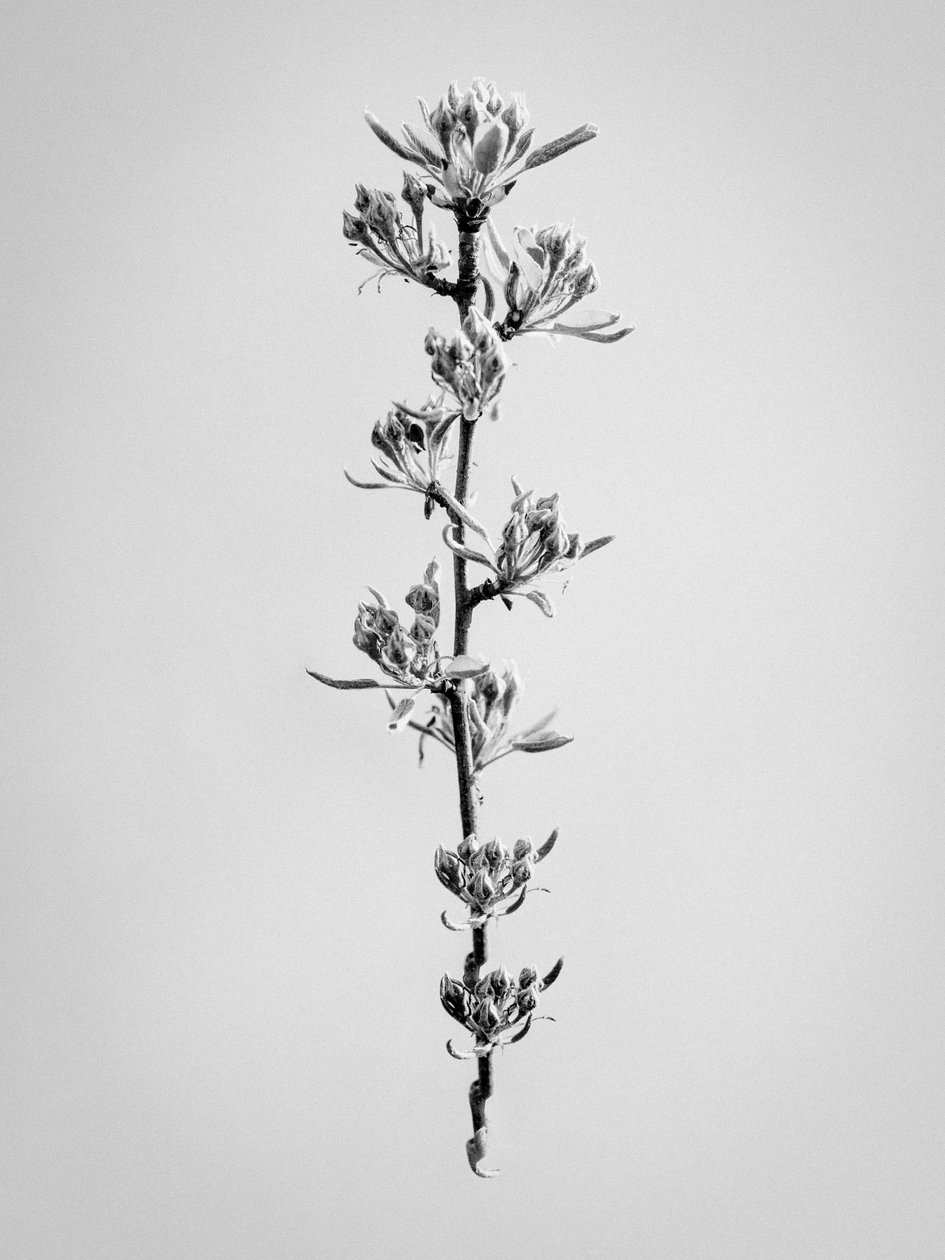 Amid the Flowers 59, 2021 (b/w kuva) tekijältä Teis Albers