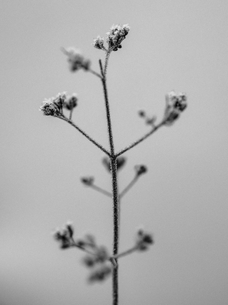 Amid the Flowers 5, 2021 (m/w kuva) tekijältä Teis Albers