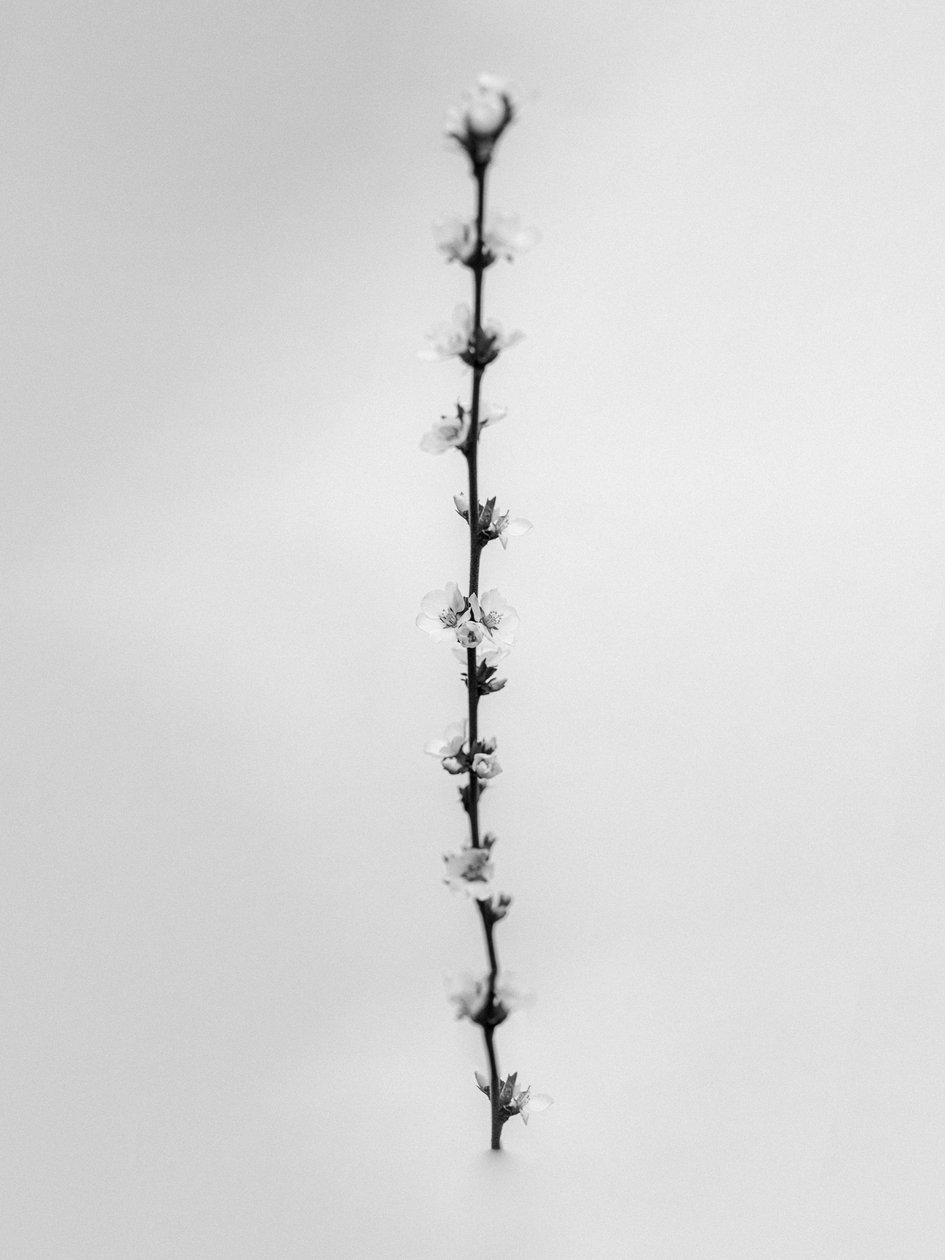 Amid the Flowers 61, 2021 (b/w kuva) tekijältä Teis Albers