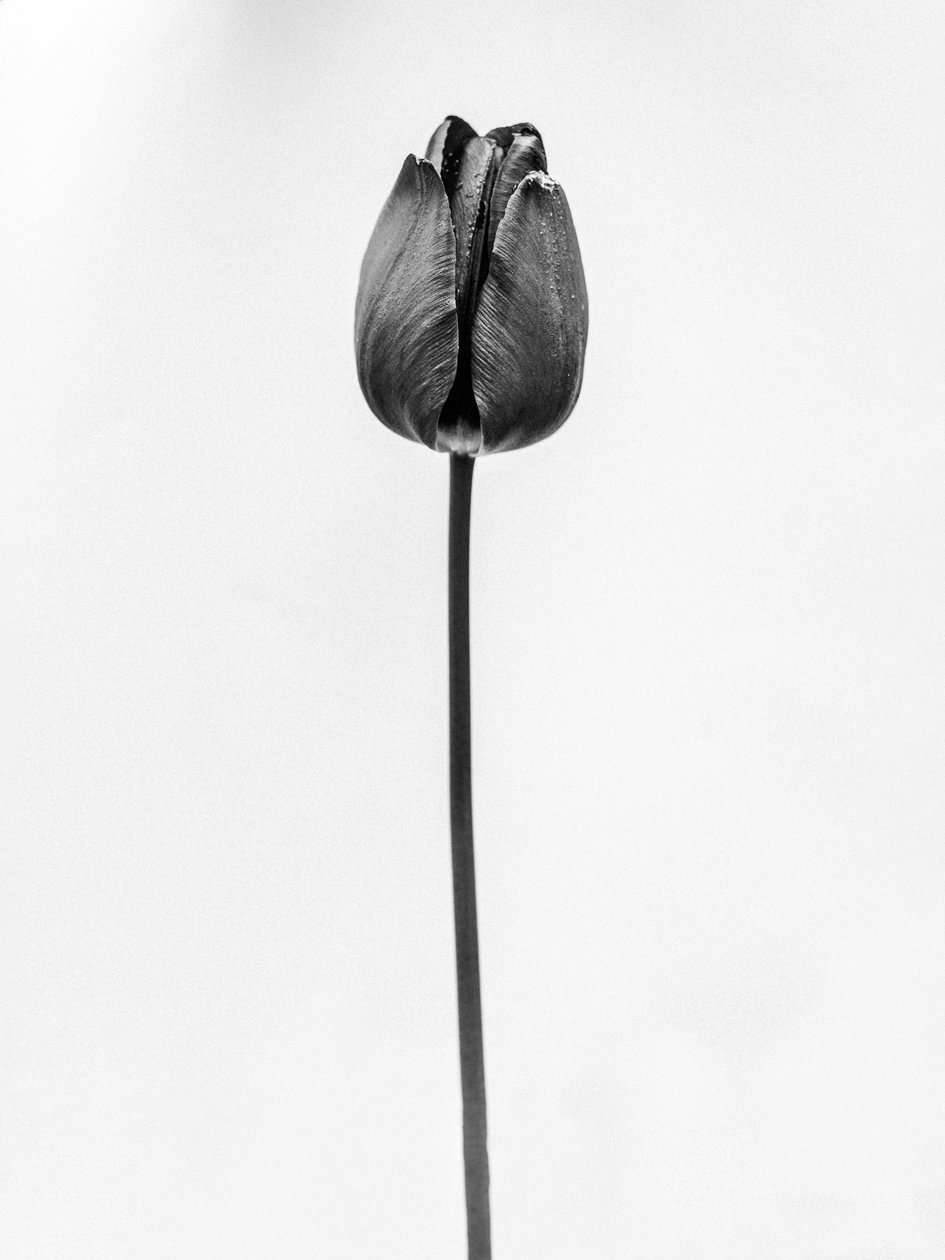Amid the Flowers 63, 2021 (b/w kuva) tekijältä Teis Albers
