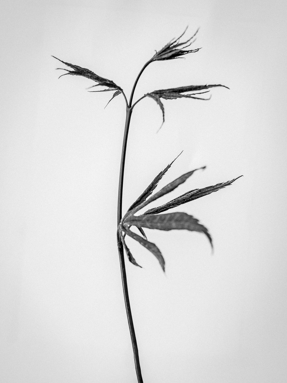 Amid the Flowers 65, 2021 (b/w kuva) tekijältä Teis Albers