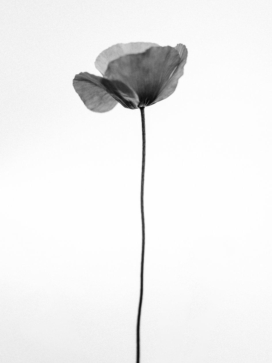 Amid the Flowers 68, 2021 (m/w kuva) tekijältä Teis Albers