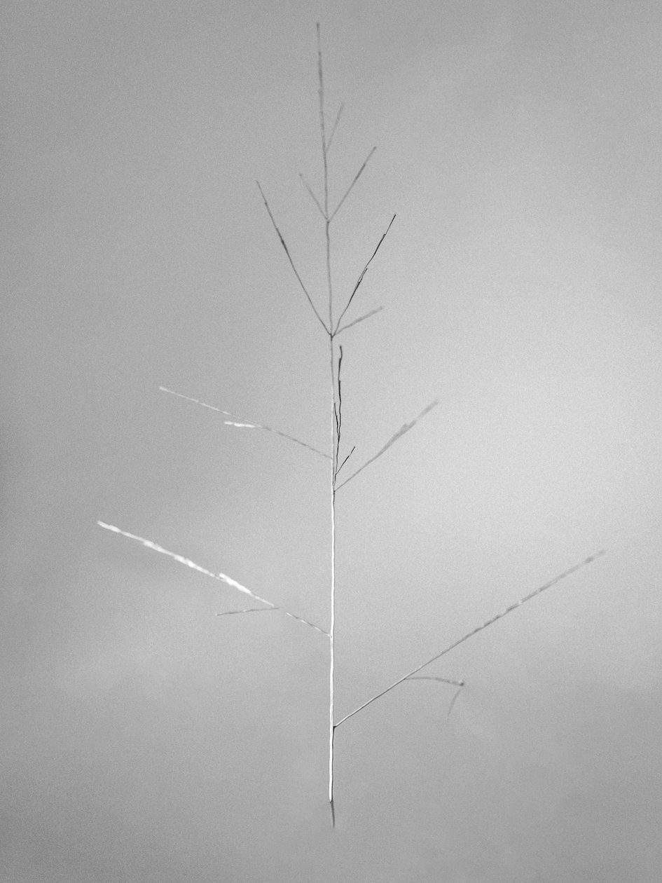 Amid the Flowers 69, 2021 (m/w kuva) tekijältä Teis Albers