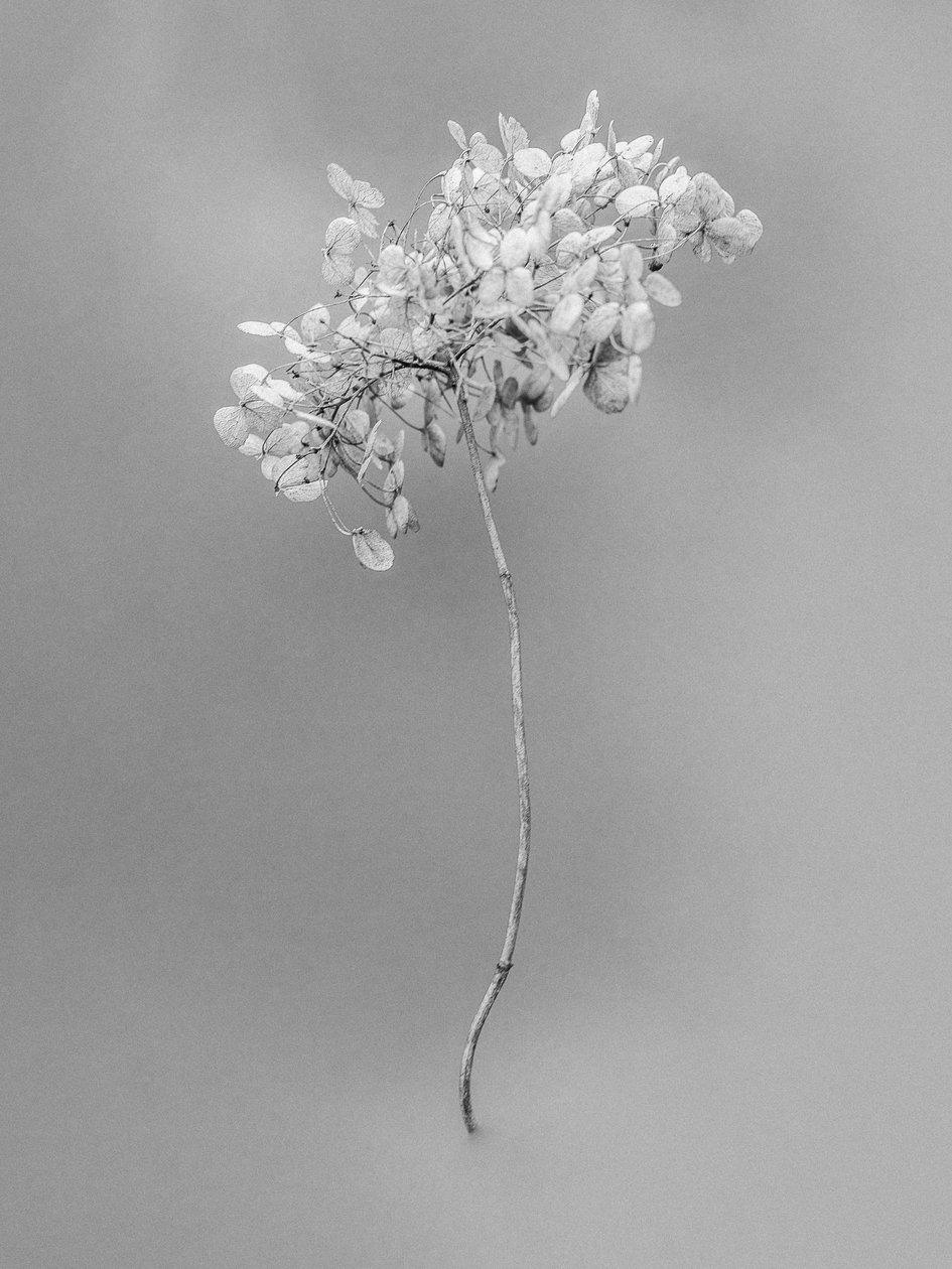 Amid the Flowers 73, 2021 (b/w kuva) tekijältä Teis Albers