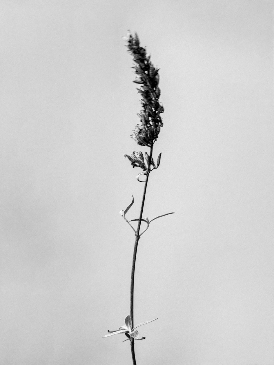 Amid the Flowers 74, 2021 (b/w kuva) tekijältä Teis Albers