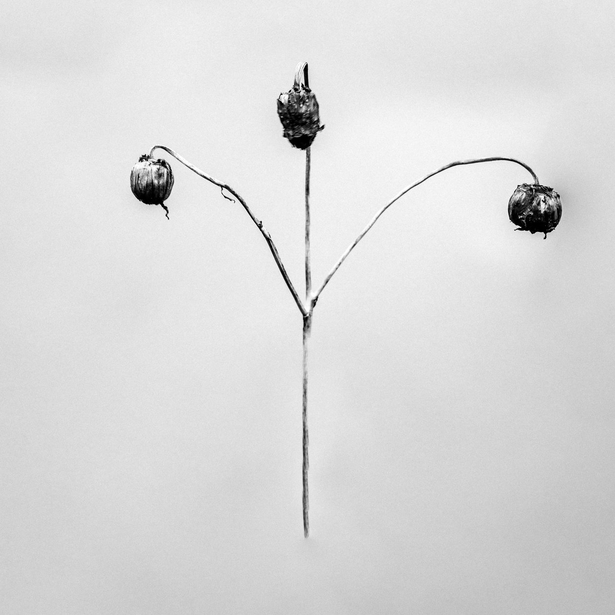 Amid the Flowers 75, 2021 (b/w kuva) tekijältä Teis Albers