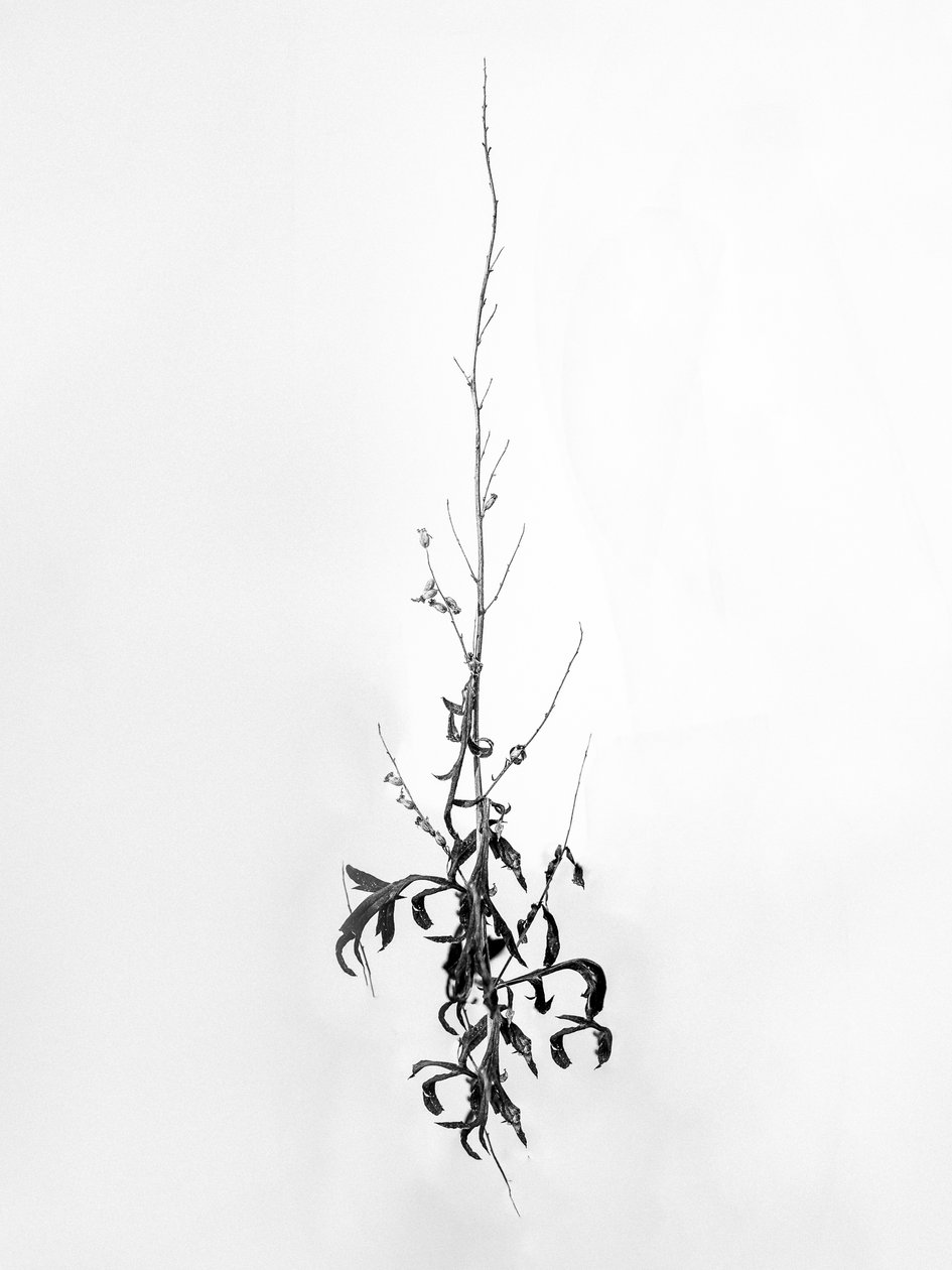 Amid the Flowers 80, 2021 (b/w kuva) tekijältä Teis Albers