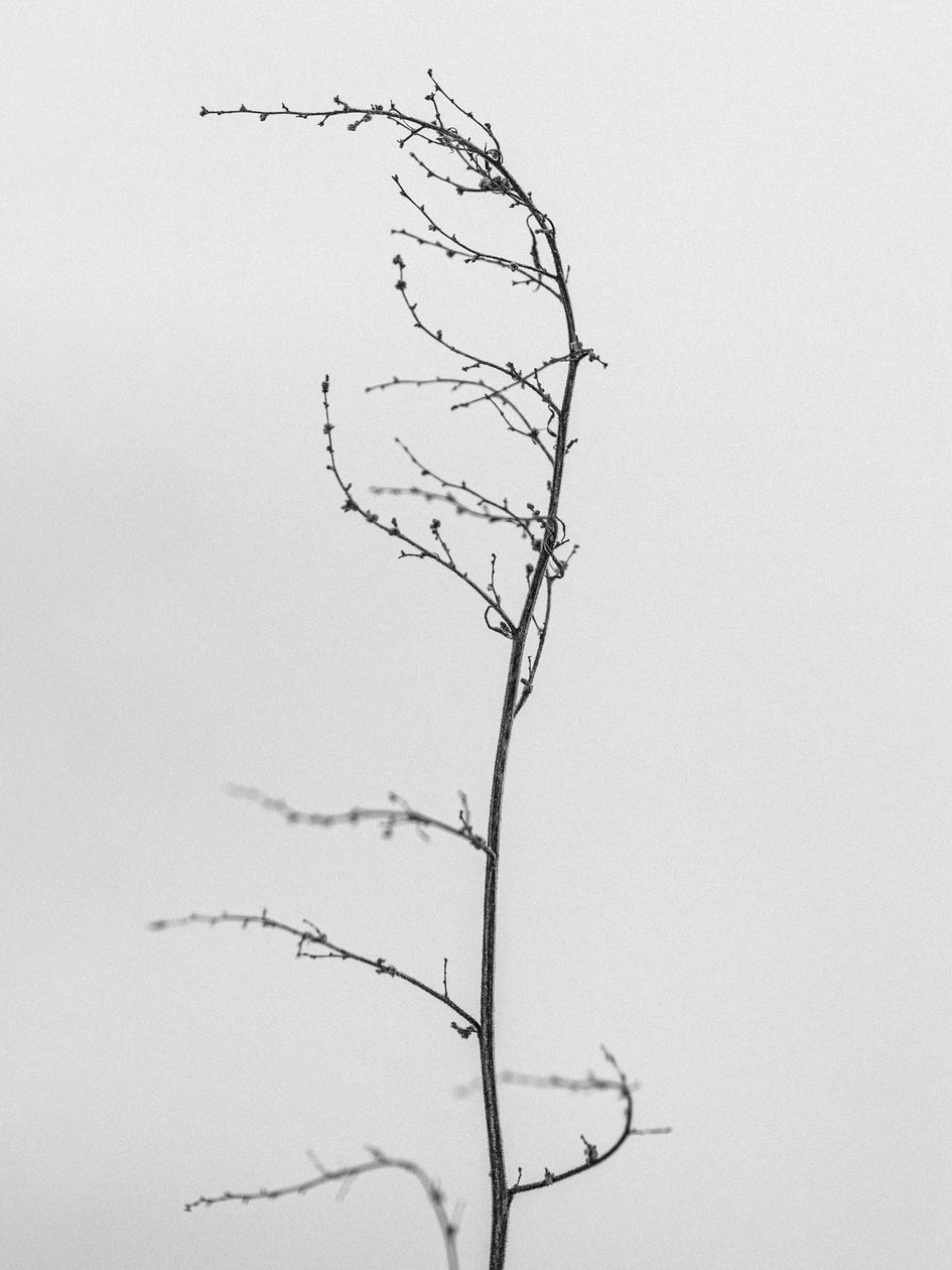 Amid the Flowers 8, 2021 (b/w kuva) tekijältä Teis Albers