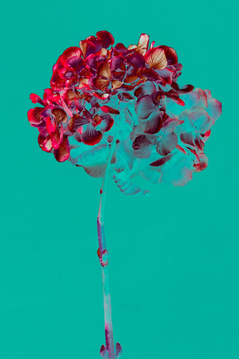 Hortensia, 2018 (kuva) tekijältä Teis Albers