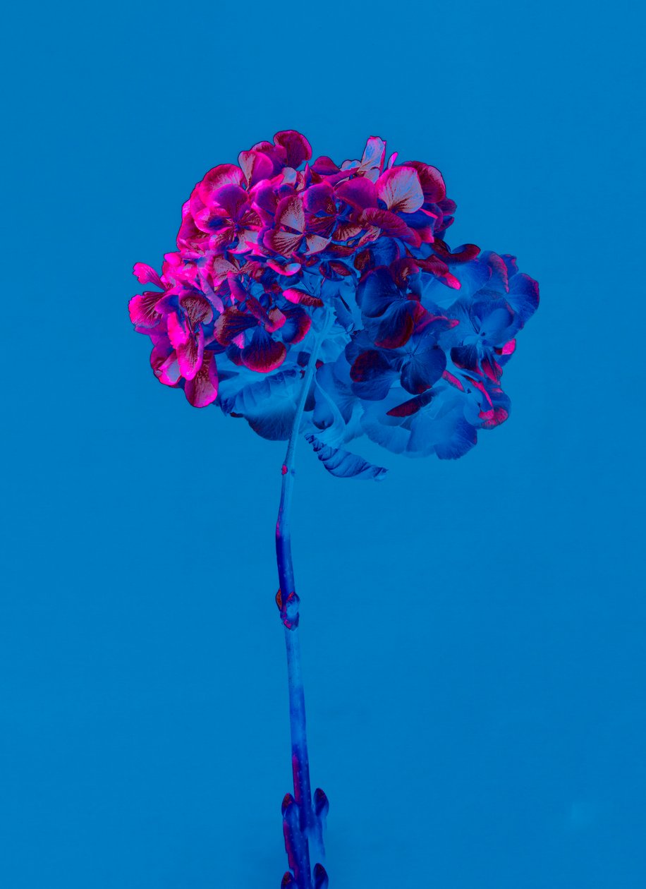 Hydrangea 2, 2019 (kuva) tekijältä Teis Albers