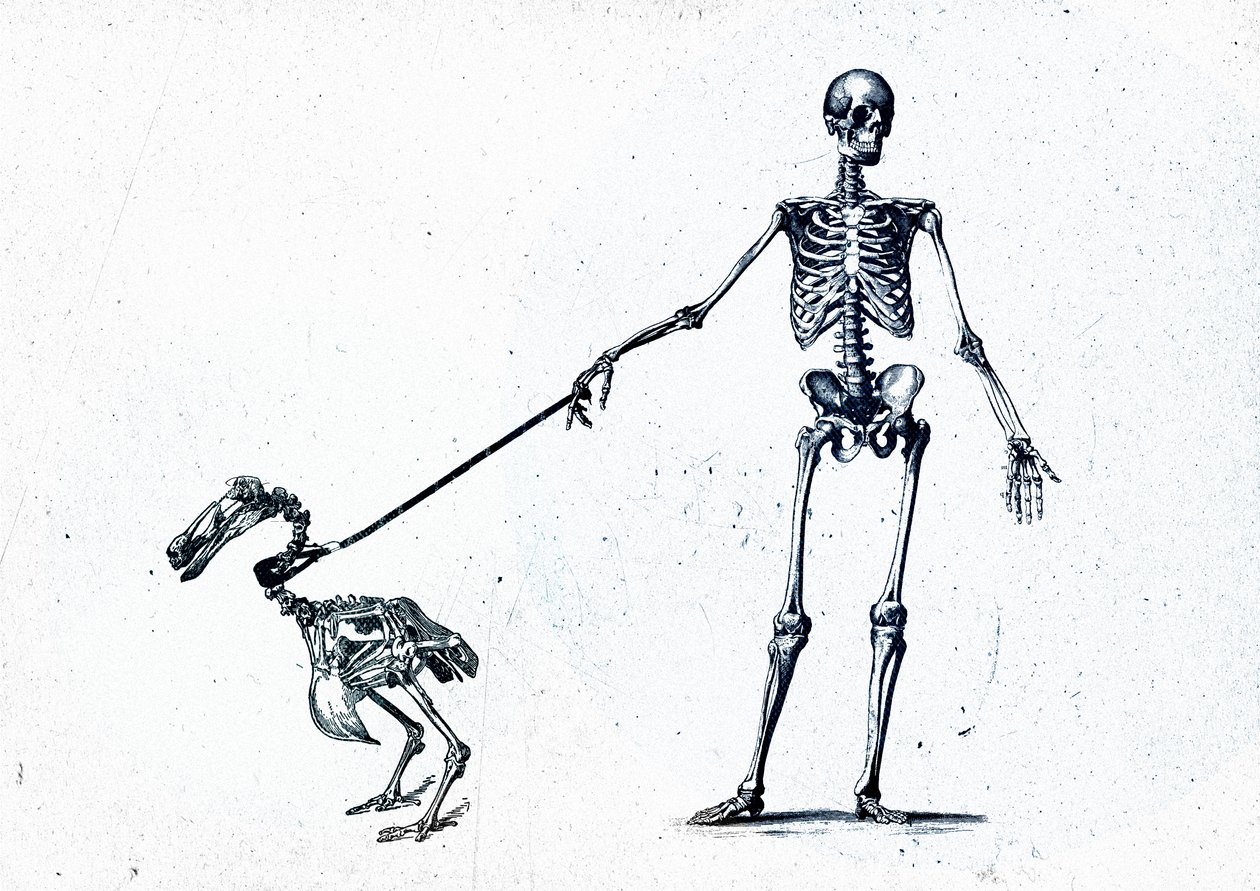 Walking my dodo, 2015 (sekoitettu media kankaalle) tekijältä Teis Albers