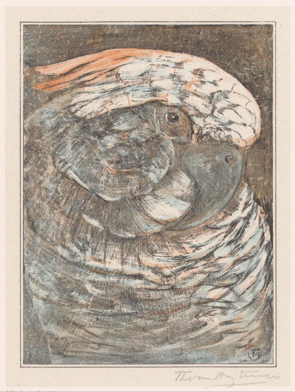 Papukaijan pää tekijältä Theo van Hoytema (signed by artist)