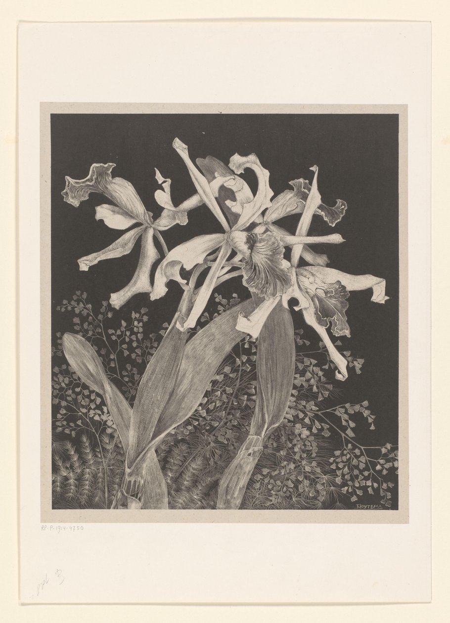 orkideat Orkideat Flower Studies (alkuperäinen sarjan nimi) tekijältä Theo van Hoytema