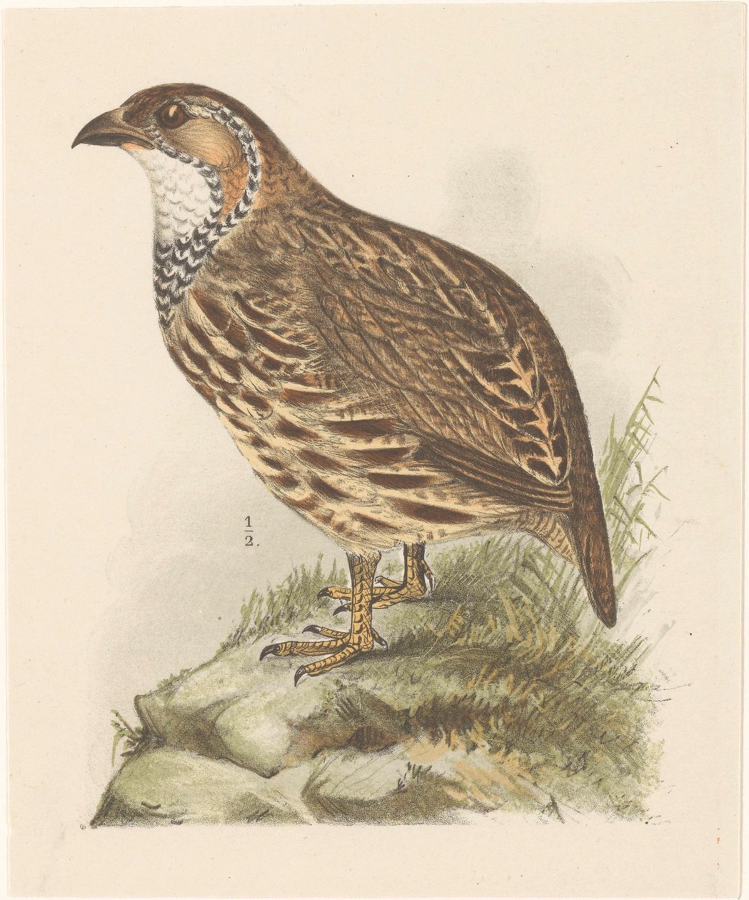 Pelto (francolinus jugularis) tekijältä Theo van Hoytema