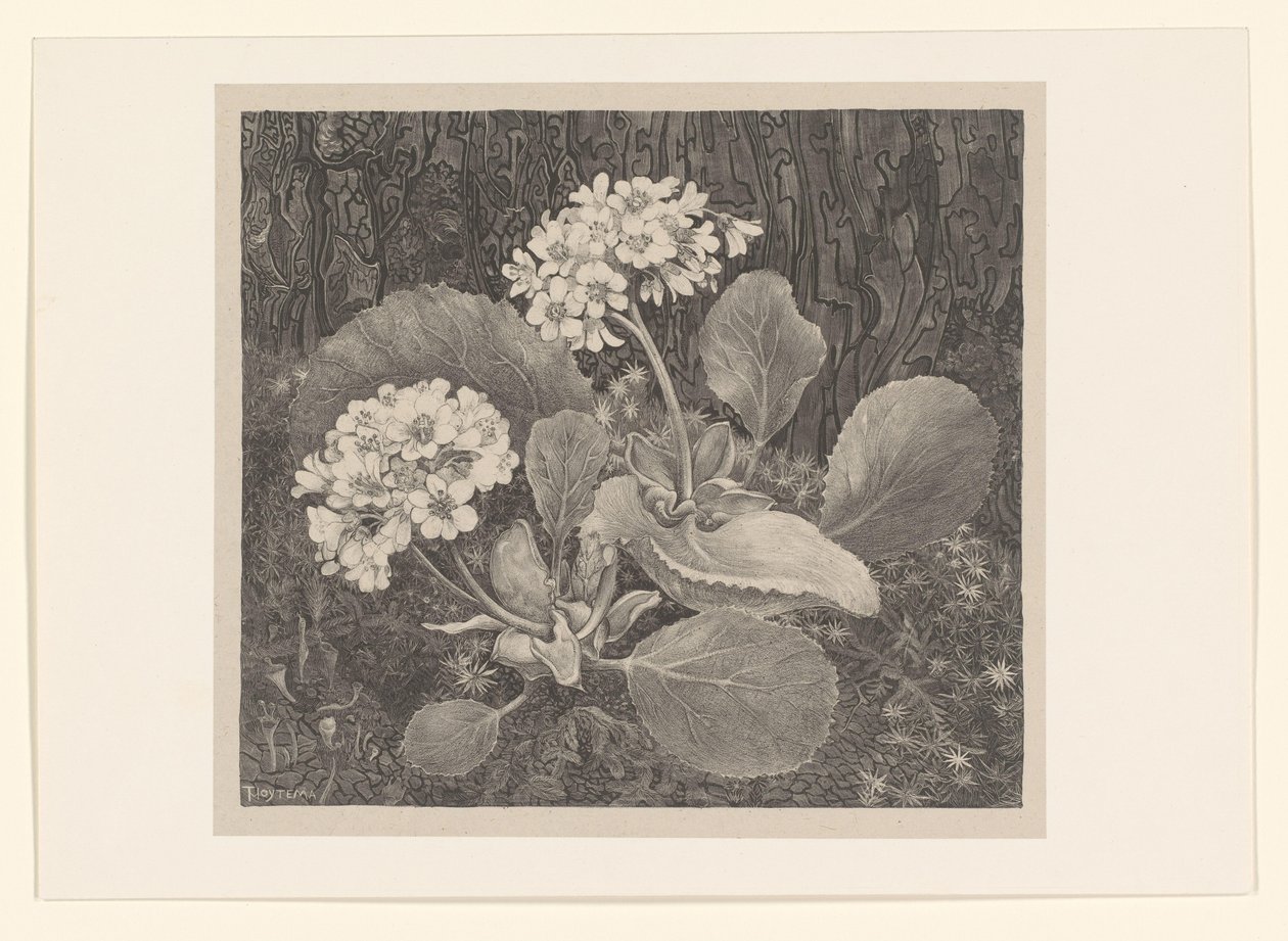 Esikoinen sammaleessa Flower Studies (alkuperäinen sarjan nimi) tekijältä Theo van Hoytema