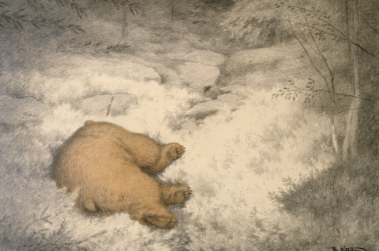 Karhu nukkuu mustikan kanervassa... tekijältä Theodor Severin Kittelsen