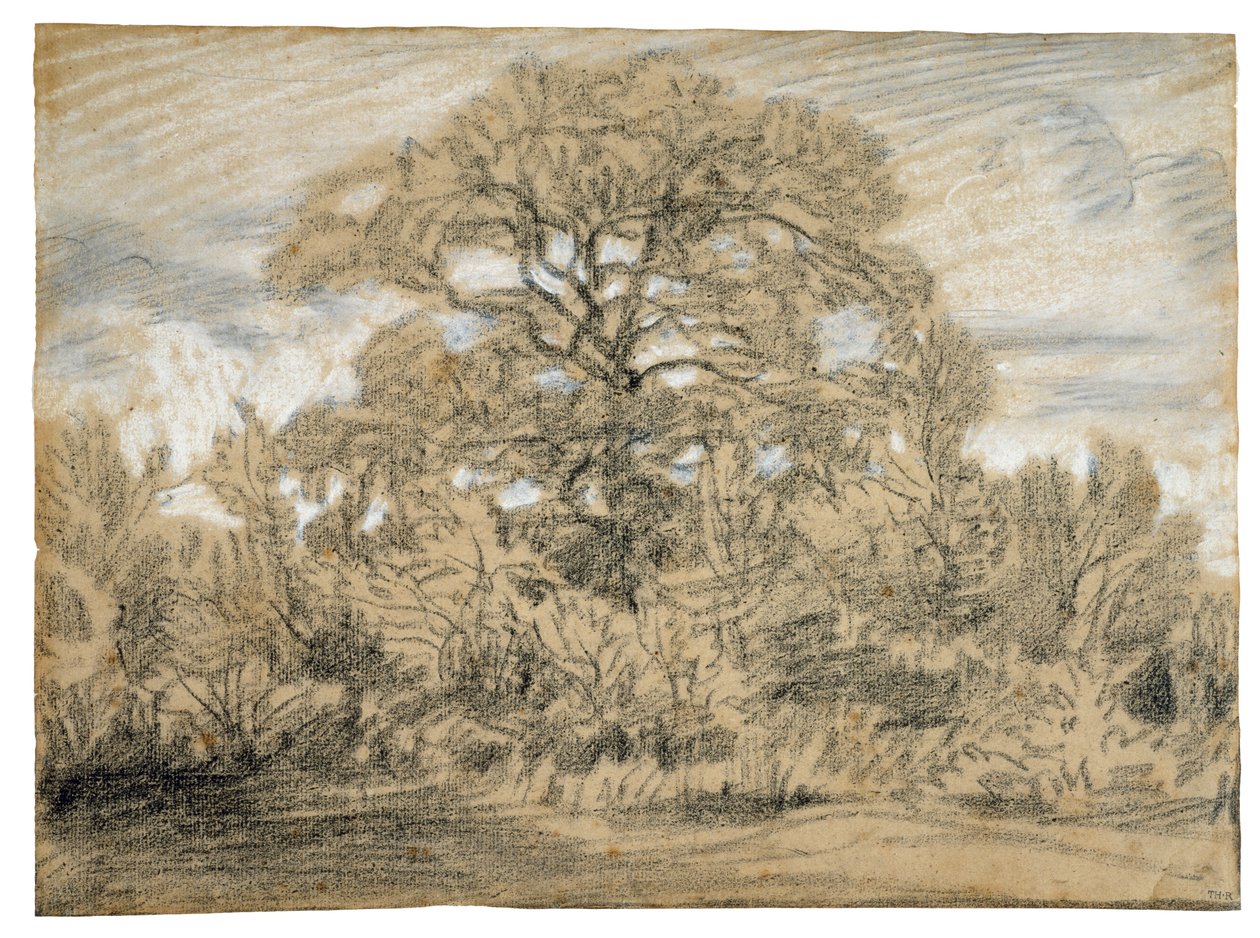 Tutkimus tammipuusta, n. 1862 (mustavalkoinen liitu paperille) tekijältä Pierre Etienne Theodore Rousseau