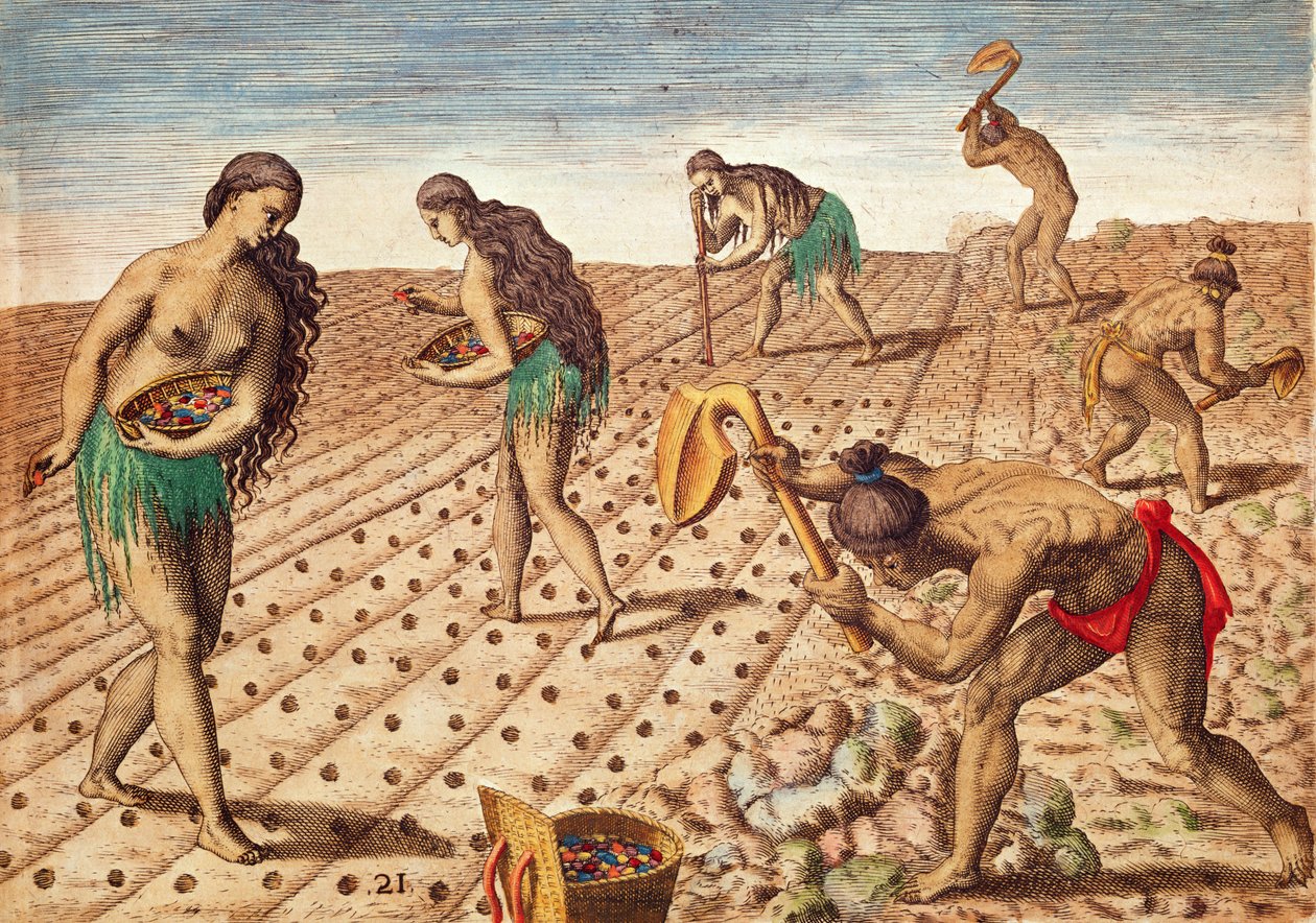 Brevis Narratio, Kulttuuri ja kylvö siemenet, 1563 (värikaiverrus) tekijältä Theodore de Bry