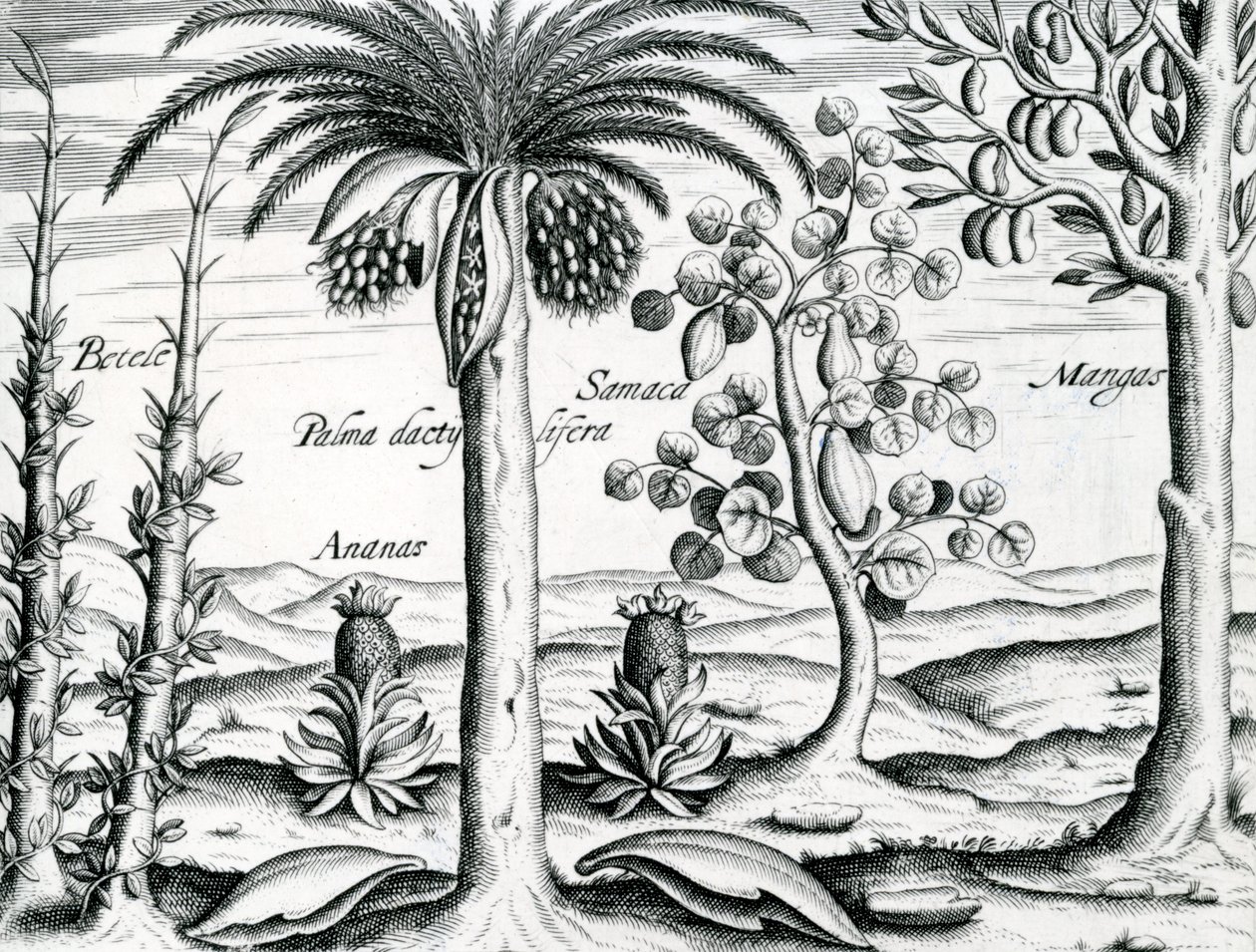 Maisema, kuvitus teoksesta "India Orientalis", 1598 tekijältä Theodore de Bry